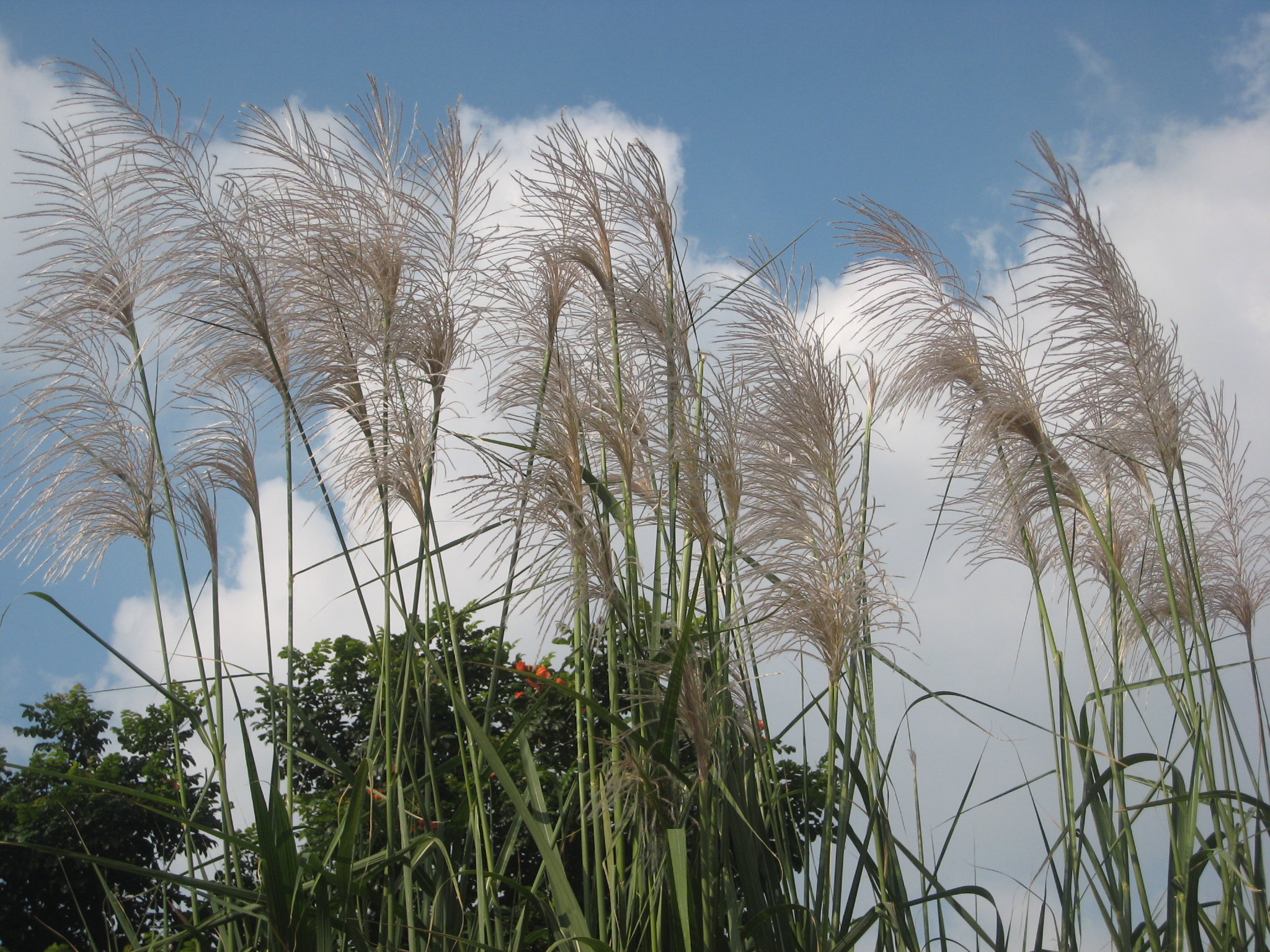 Sugarcane